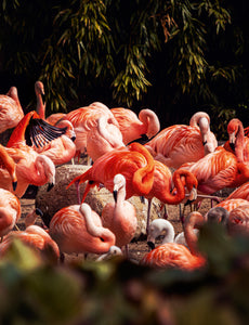 Hagenbeck Flamingos